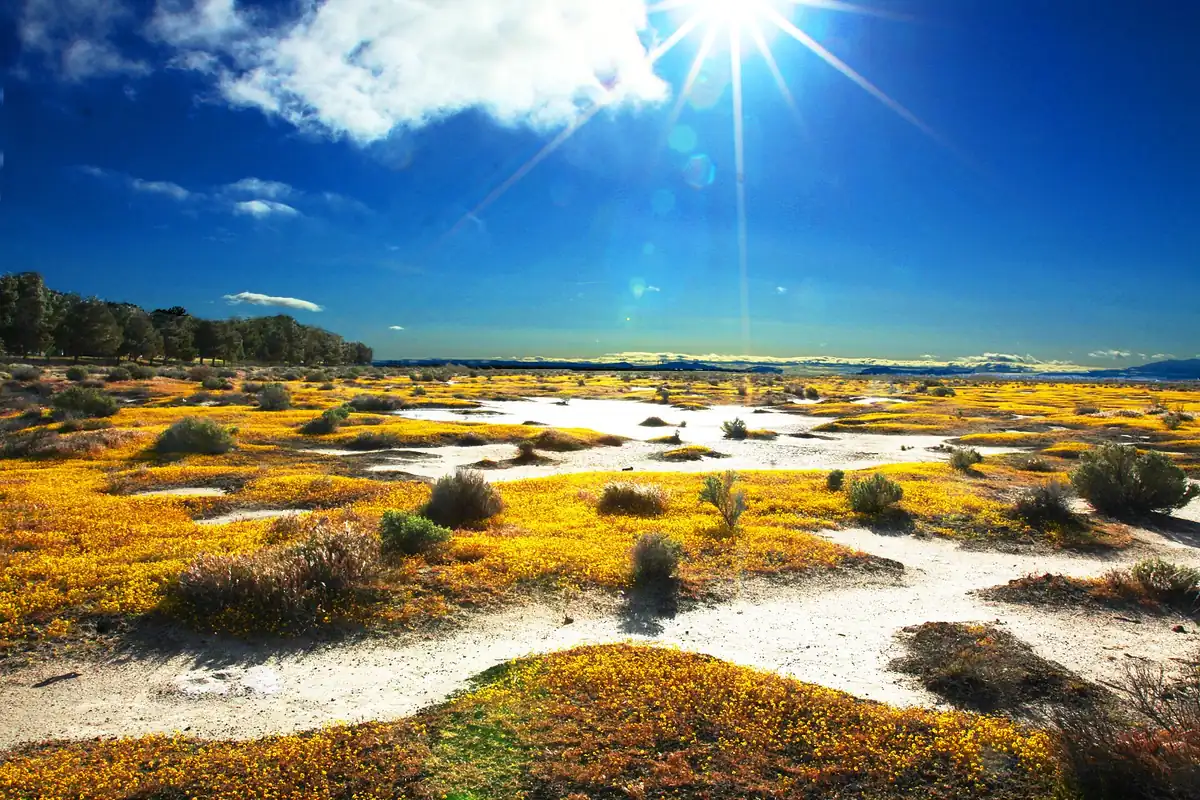 Wildflowers across the open Antelope Valley floor under a bright sky near Lancaster CA