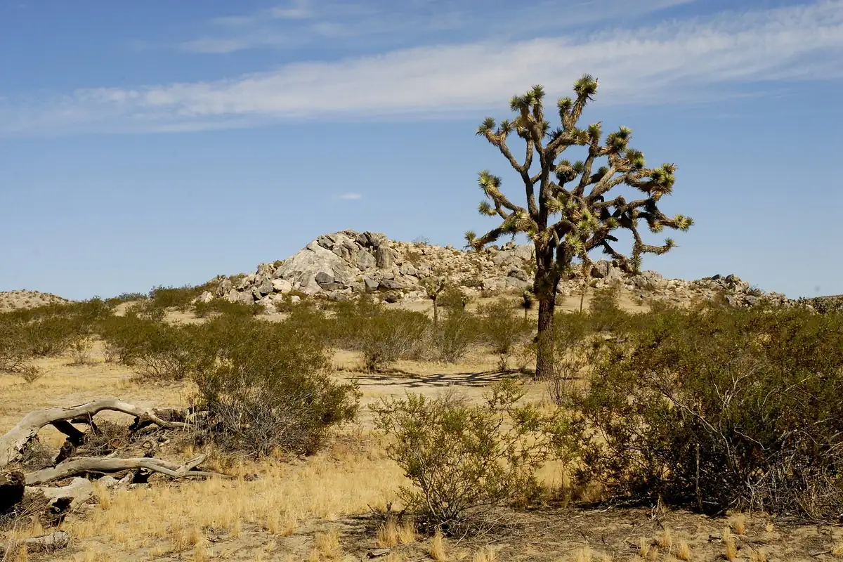 Joshua tree and granite outcrop in the dry high desert outside Lancaster CA