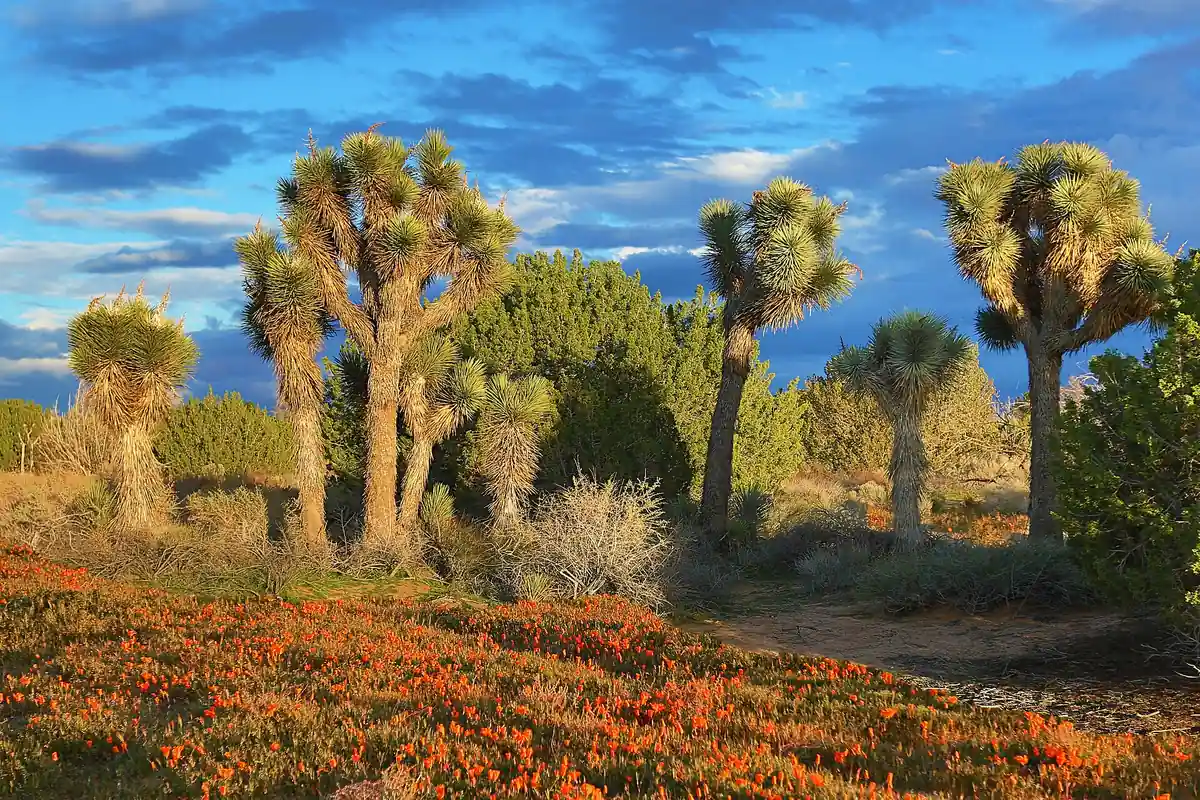 Joshua trees above a slope of California poppies on the Antelope Valley floor near Quartz Hill CA